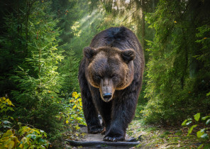 " ФРЕЯ" Пазл 1500 элемент. PZL- 1500/ 27 Медведь гризли на охоте